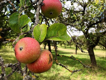 Rote Äpfel hängen an einem Zweig, im Hintergrund Streuobstbäume